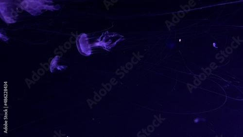 Rhopilema Esculentum - Flame Jellyfish Swimming At Aquarium Tank With Purple Lighting. - close up photo