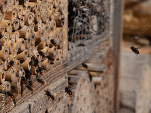 Wallpaper Mural Mason bees at an insect hotel in spring Torontodigital.ca