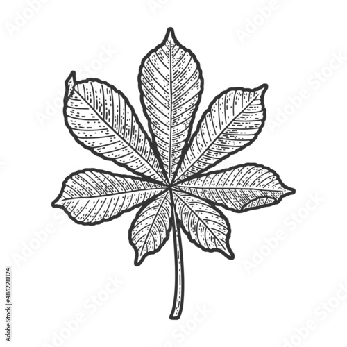 chestnut leaf sketch engraving vector illustration. T-shirt apparel print design. Scratch board imitation. Black and white hand drawn image.
