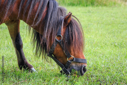 brown Shetland pony grazing in a field