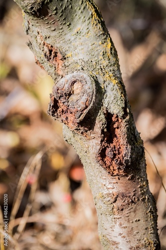 Diseases of stone trees. Bark damaged by burn and lichen, scar f