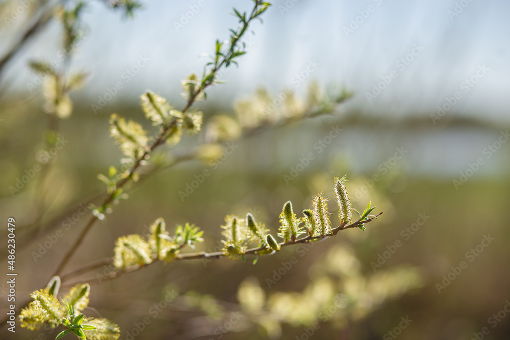 Pussy willow branch close-up on a spring forest background. Willow buds. Spring symbol. Spring season Pussy willow branch close-up on a spring forest background. Willow buds. Spring symbol. Spring season