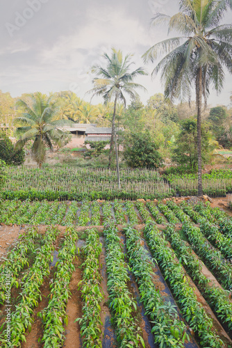 Entrance with various pot plants and tree of nursery like cashew mango coconut entrance surrounded by colorful flowers in dapoli maharashtra india photo