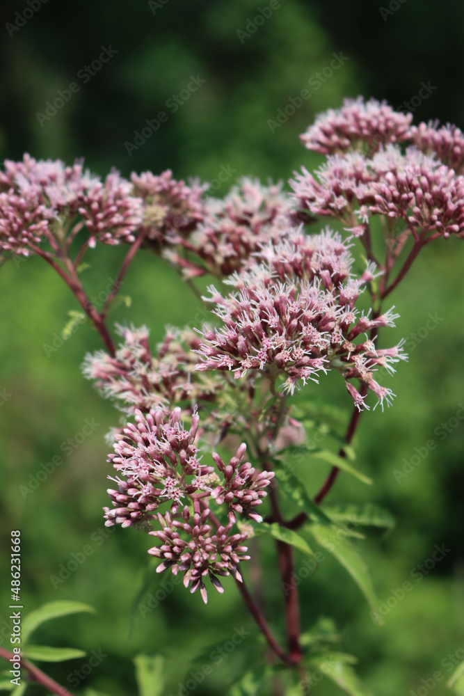 Close-up of wild pink flowers of Hemp-agrimony. Eupatorium cannabinum plant in bloom Close-up of wild pink flowers of Hemp-agrimony. Eupatorium cannabinum plant in bloom