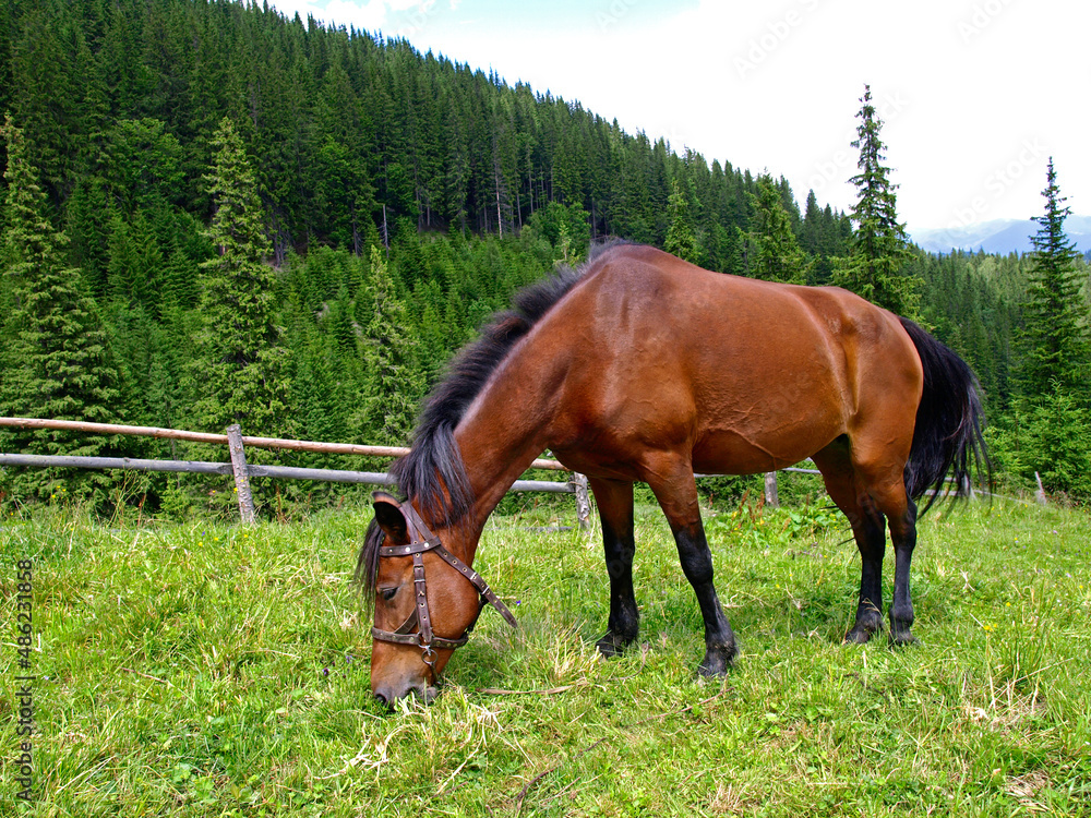 Obraz premium Red (bay) horse is grazing high in green mountains. A beautiful and well-groomed horse on the meadow. Picturesque summer mountain landscape with Spruce (Picea abies) forest in Carpathians, Ukraine