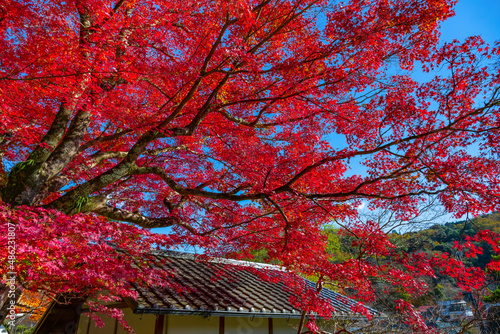 静岡県伊豆市修善寺　修禅寺の紅葉 © あんみつ姫