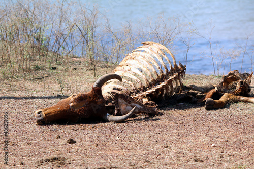  animal skeleton lay on the road
