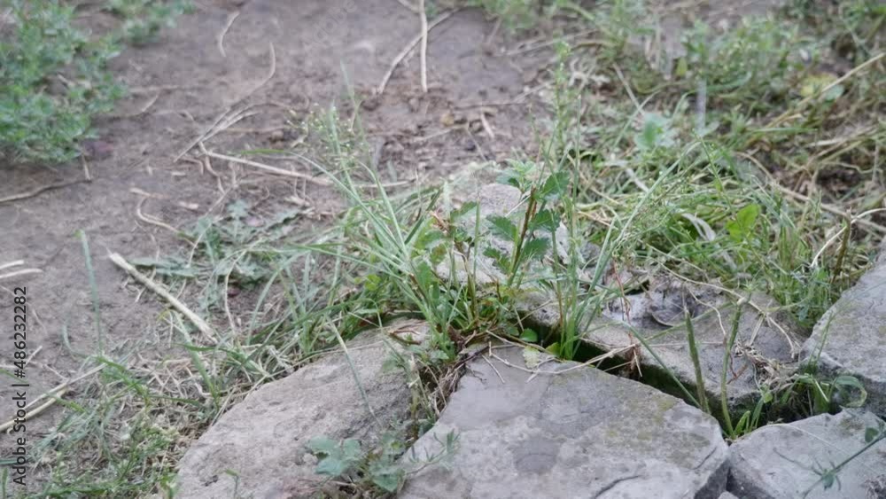 Rainy season at beginning of summer. Wet green grass and gray rocks. Rainy season at beginning of summer. Wet green grass and gray rocks.