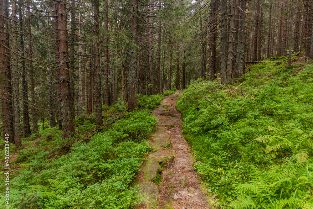Hiking trail in Nizke Tatry mountains, Slovakia Hiking trail in Nizke Tatry mountains, Slovakia