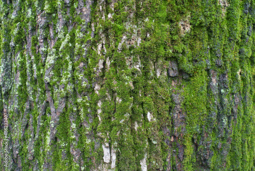 Background - moss and lichen on bark of black poplar tree