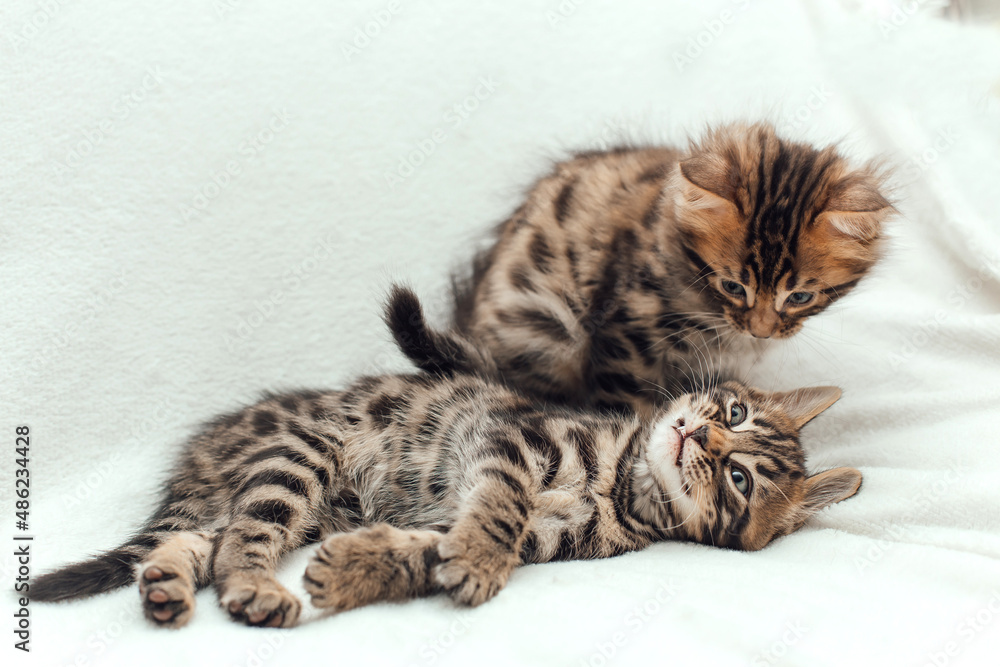 Two cute bengal kittens on a furry white blanket.