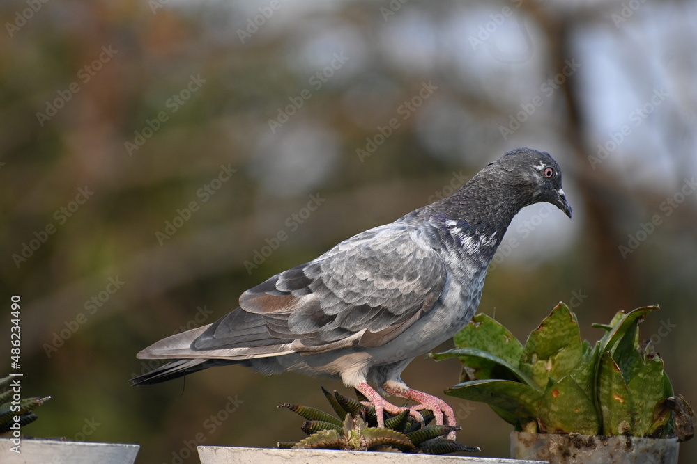 Fototapeta premium pigeon on a branch