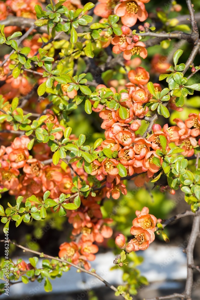 Chaenomeles (Japanese quince), flowering branch with pink flower Chaenomeles (Japanese quince), flowering branch with pink flower