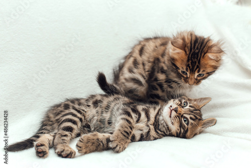 Two cute bengal kittens on a furry white blanket. © Smile