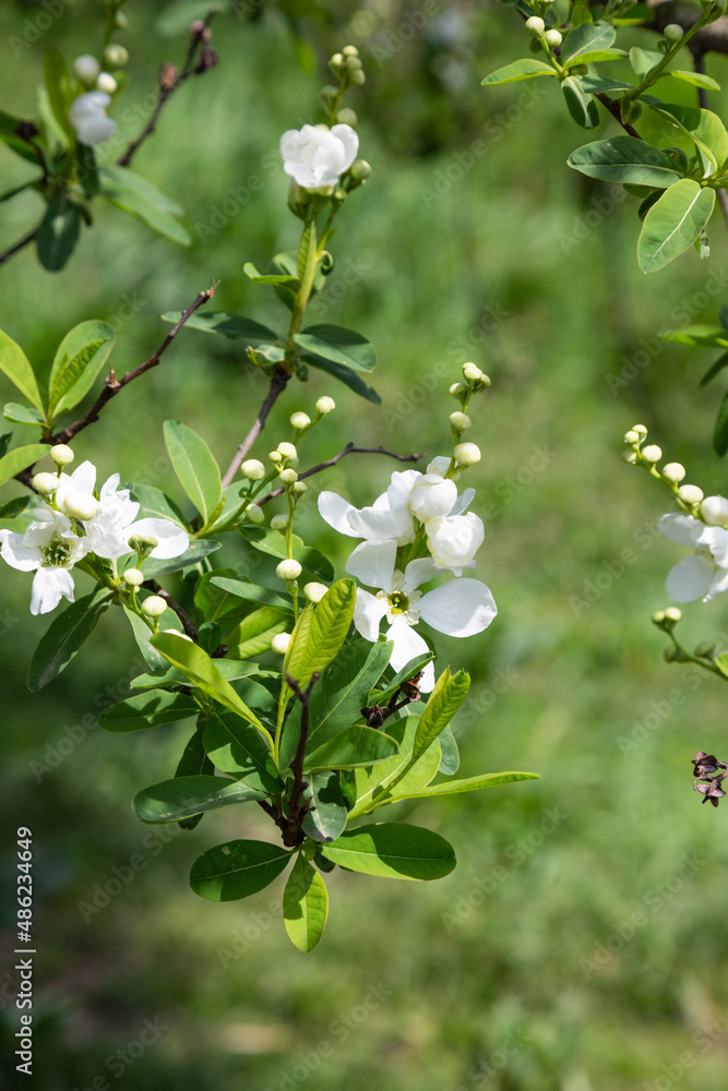 Obraz premium Pearlbush 'The Bride' Exochorda x macrantha in park the so-called pearl white flowers on a green background
