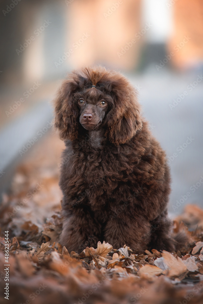 Fluffy cute brown chocolate puppy of poodle toy dog sitting among orange red autumn leaves on the path on the background of autumn colors park Fluffy cute brown chocolate puppy of poodle toy dog sitting among orange red autumn leaves on the path on the background of autumn colors park