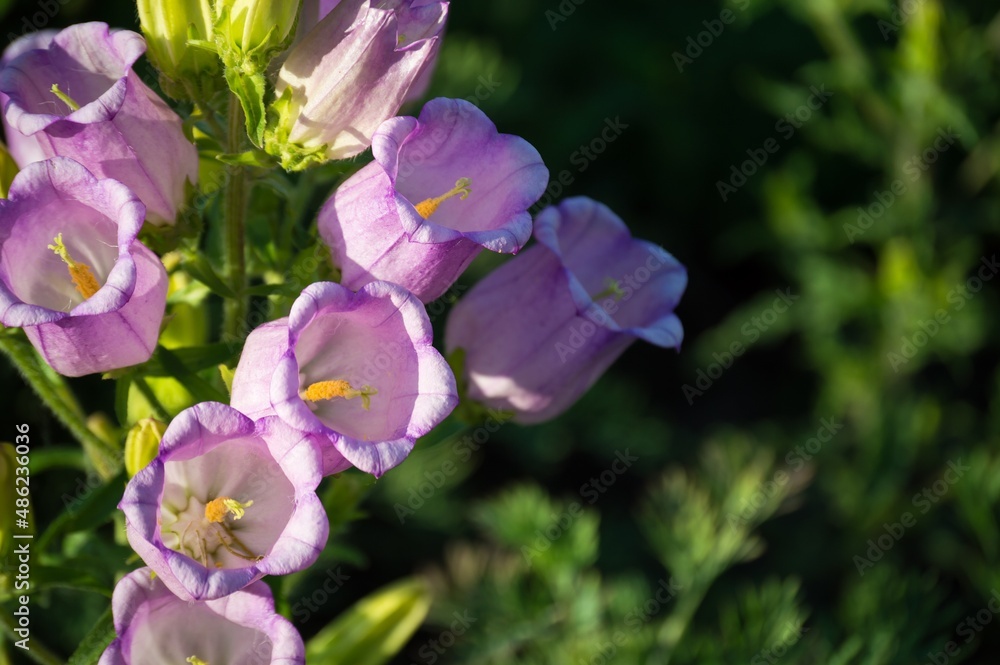 Bright summer flowers lilac pink bells
