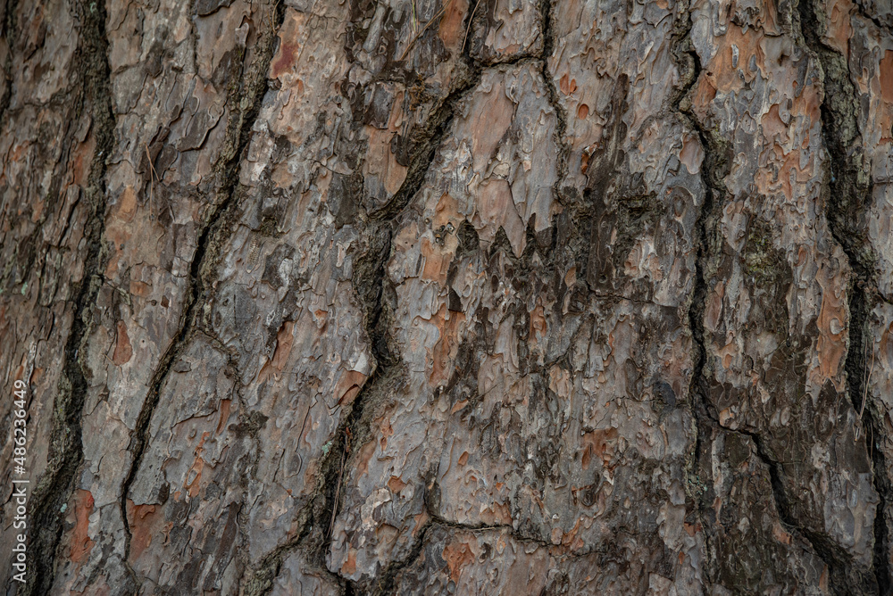The texture of the trunk of an age-old pine tree close-up The texture of the trunk of an age-old pine tree close-up