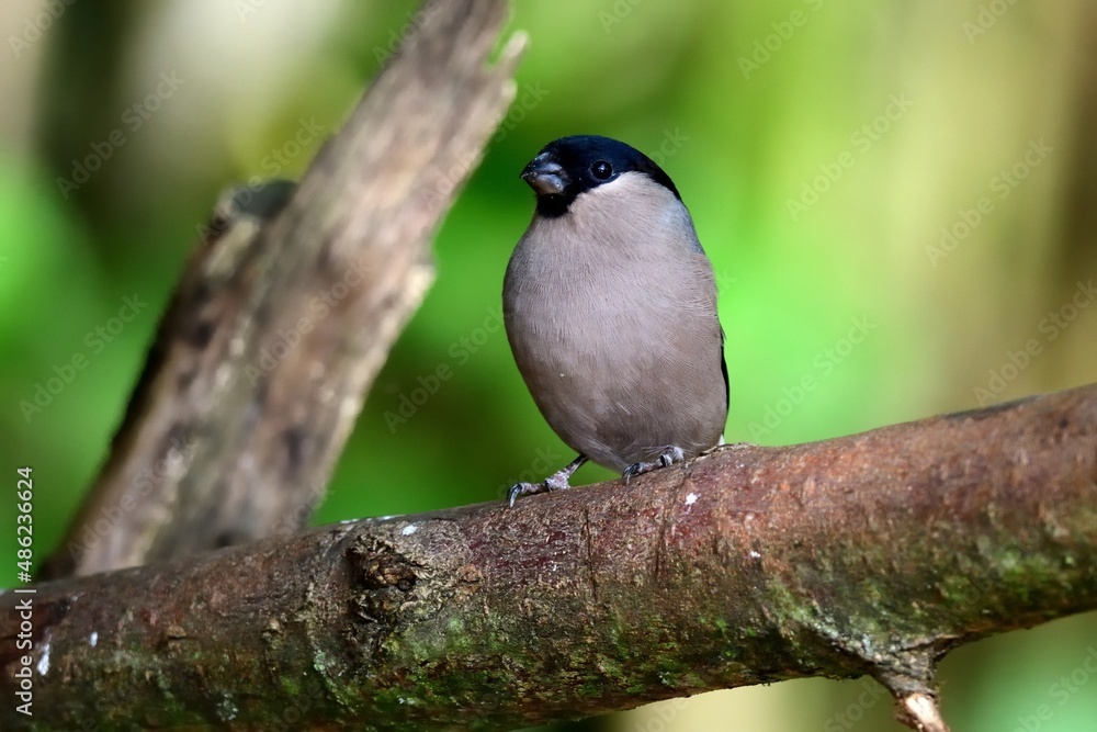 Ein Gimpel Männchen (Pyrrhula pyrrhula) im Garten. Stock Photo Adobe