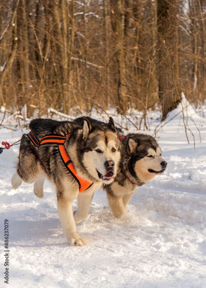 Naklejka premium Two Malamutes pulling a team in competition