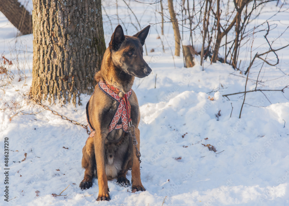 Malinois dog sits on a leash in the winter forest Malinois dog sits on a leash in the winter forest