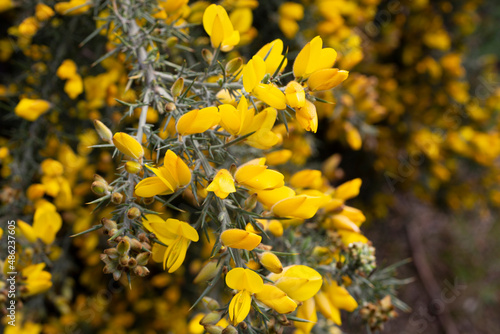 Close up of Ulex Europaeus know as Gorse  bush with small bright yellow flowers
