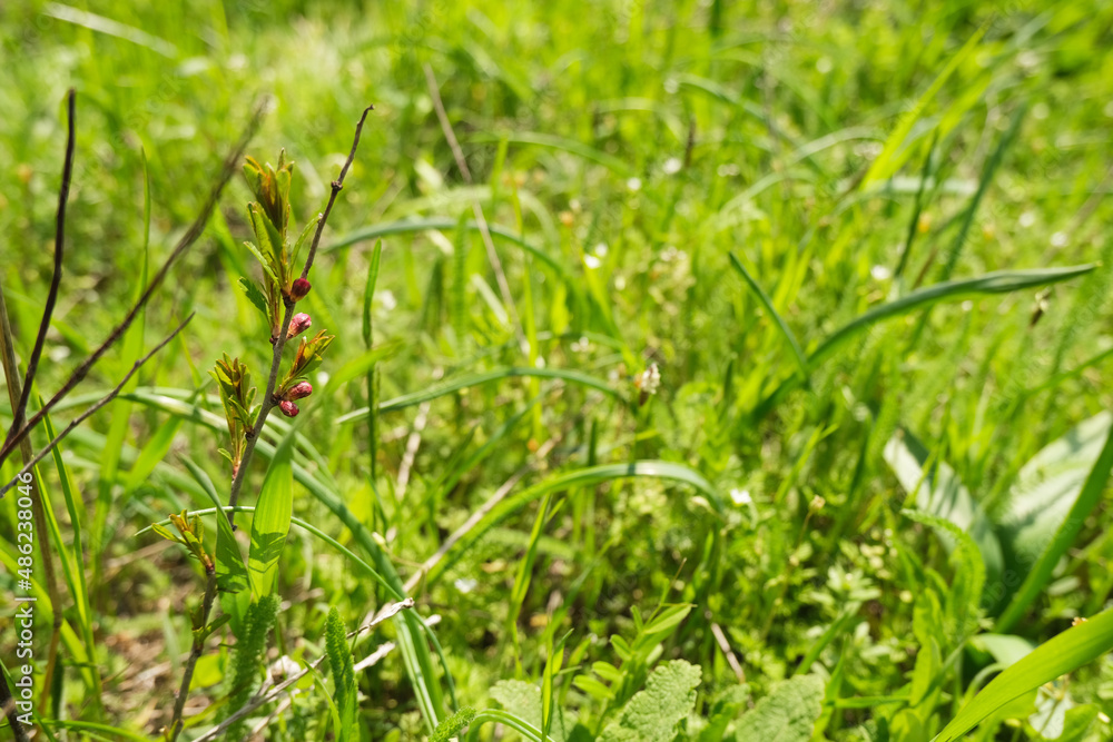 Sprout with buds in the grass in the early morning sunlight