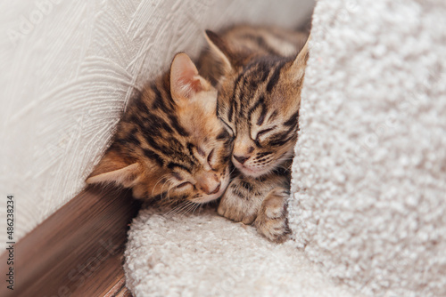 Two young cute bengal cats sleeping on a soft cat's shelf of a cat's house.