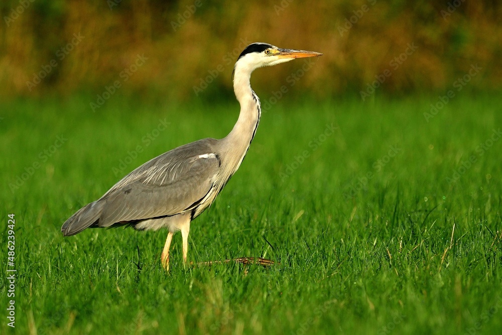 Obraz premium Ein Graureiher (Ardea cinerea) auf der Pirsch.