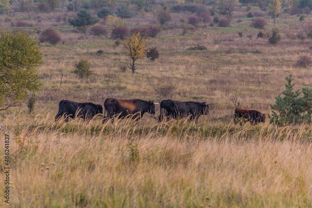 Aurochs (Bos primigenius) in Milovice Nature Reserve, Czech Republic Aurochs (Bos primigenius) in Milovice Nature Reserve, Czech Republic