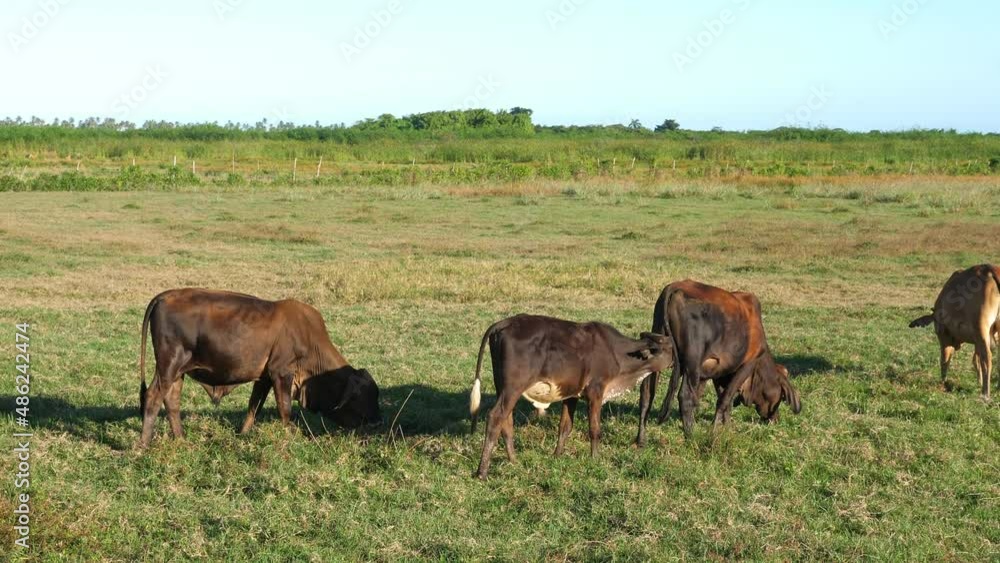Cow on green grass fields. Agriculture farming background Cow on green grass fields. Agriculture farming background