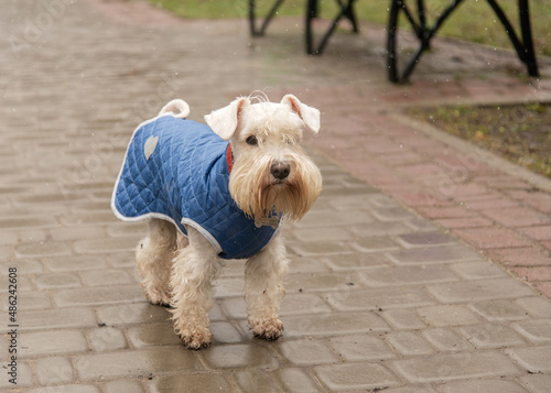 White miniature schnauzer in a blue jacket stands on wet asphalt