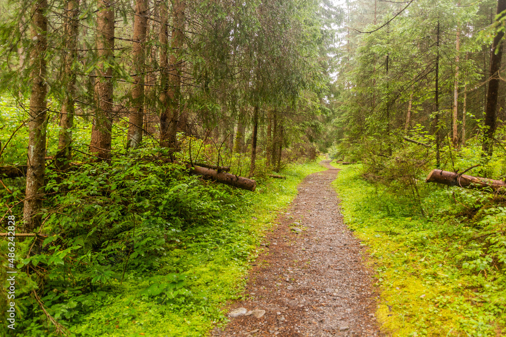 Forest hiking trail in Nizke Tatry mountains, Slovakia Forest hiking trail in Nizke Tatry mountains, Slovakia