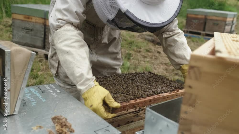 Beekeeper in protective workwear inspecting frame at apiary. The beekeeper holds a honeycomb with fresh honey in his hands. Beekeeper in protective workwear inspecting frame at apiary. The beekeeper holds a honeycomb with fresh honey in his hands.