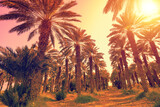 Date palms plantation. Tropical landscape during sunset. Ein Gedi, Israel