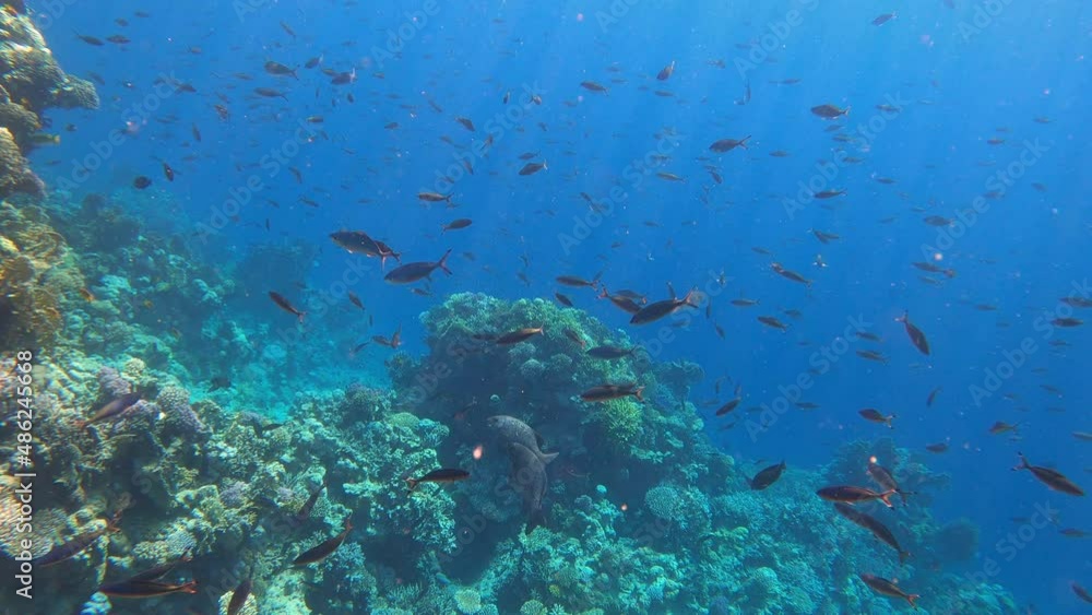 Underwater colorful tropical sea fishes and reef marine. Colorful Coral garden seascape in Red sea Egypt. Caesio or ray-finned fish Underwater colorful tropical sea fishes and reef marine. Colorful Coral garden seascape in Red sea Egypt. Caesio or ray-finned fish