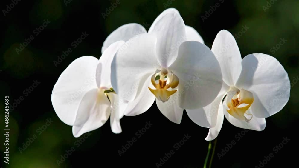 White Orchid branch on green natural background
White Orchid branch on green natural background