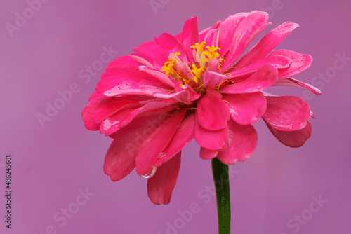 The beauty of a paper flower  Zinnia elegans  that blooms perfectly. Selectively focus with pink backgroup. 