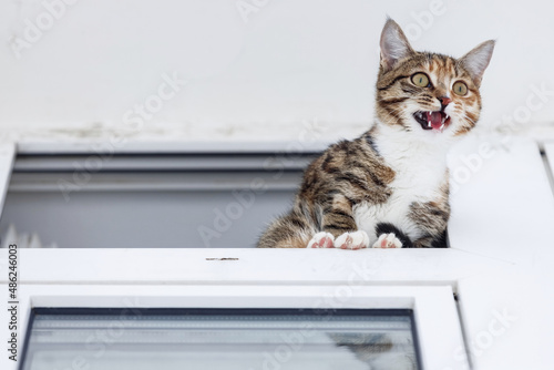 Bottom-up view on a meowing short-haired brown striped kitten is sitting in white window © Sergei Elagin