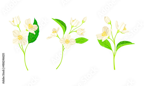 Jasmine Plant Specie with Fragrant White Flowers and Pinnate Leaves Vector Set
