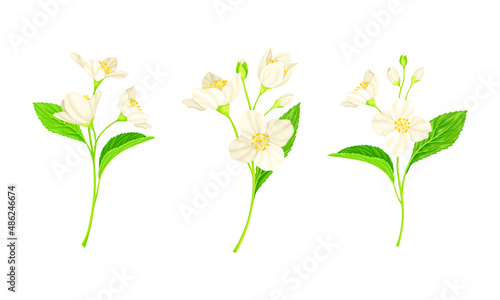 Jasmine Plant Specie with Fragrant White Flowers and Pinnate Leaves Vector Set