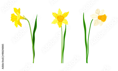 Daffodil or Jonquil Spring Flowering Plant with Yellow Flower and Leafless Stem Vector Set