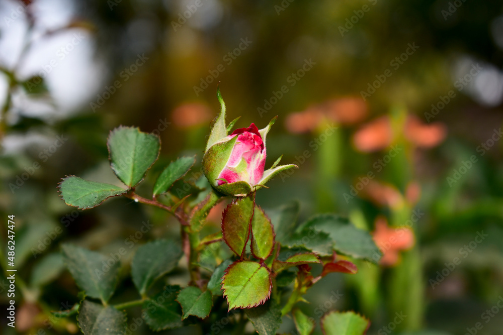 Fresh Beautiful rose bud in the garden Fresh Beautiful rose bud in the garden