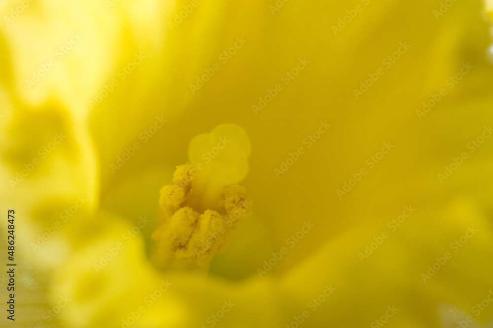 yellow daffodil flower pollen closeup macro shot yellow daffodil flower pollen closeup macro shot