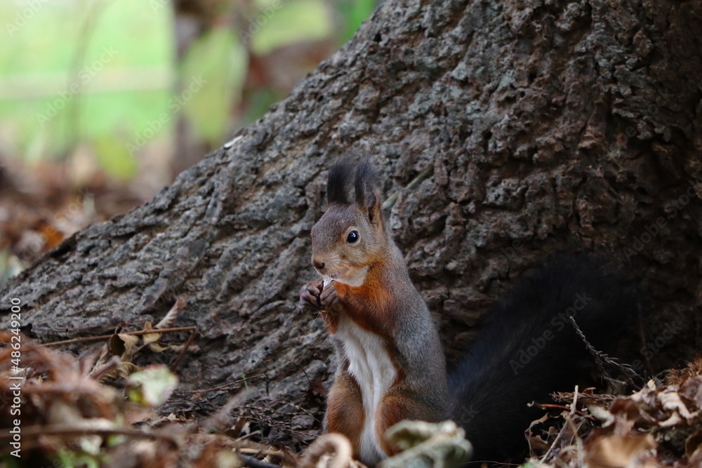 餌を食べる秋のエゾリス 餌を食べる秋のエゾリス