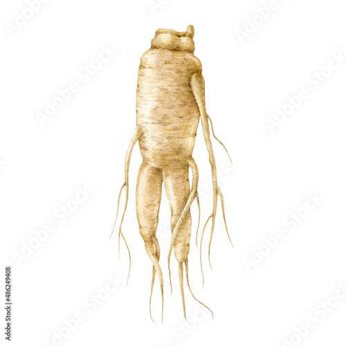 Fototapeta Naklejka Na Ścianę i Meble -  Ginseng root watercolor illustration. Fresh realistic organic natural herb. Traditional medicine energy supplement. Ginseng root hand drawn element. Isolated on white background