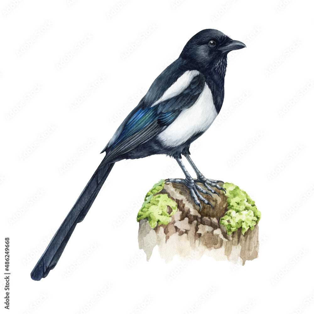 Fototapeta premium Magpie bird. Watercolor close up illustration. Hand drawn realistic pica pica avian. Common eurasian magpie on a tree branch. Wildlife single forest bird isolated on white background