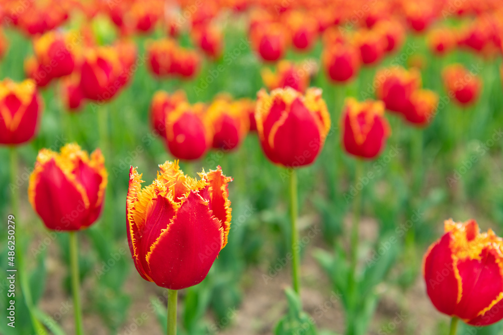 flowers of fresh holland tulips in spring flowers of fresh holland tulips in spring