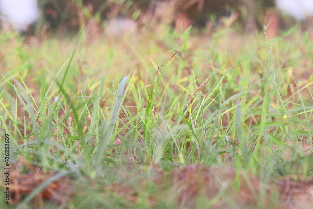 Defocused background Photo of Grass Flowers with grass Ears Defocused background Photo of Grass Flowers with grass Ears