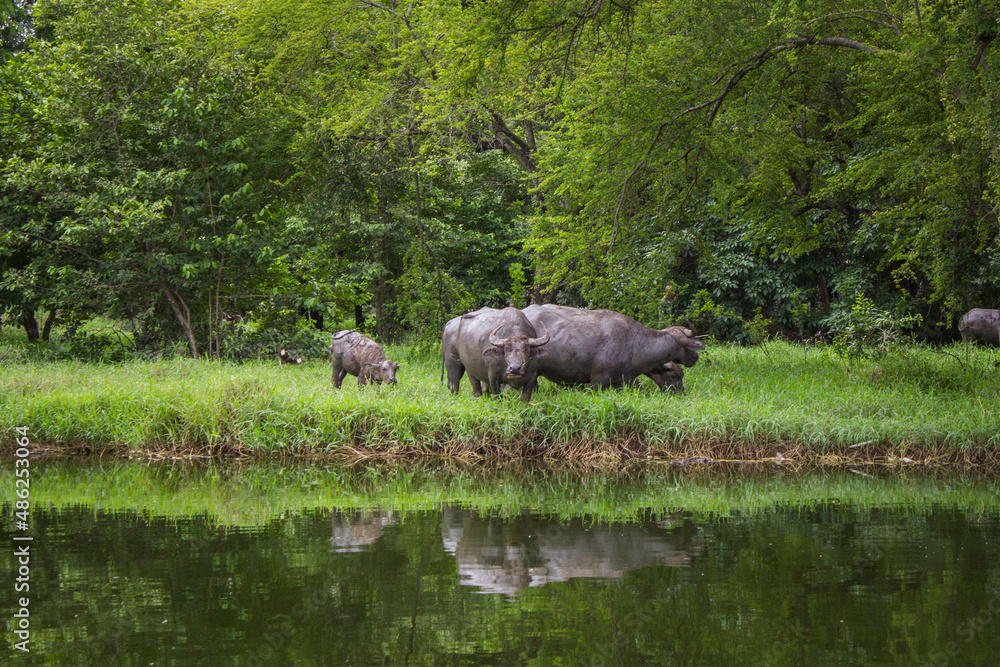 The buffalo was eating grass and looked at me
The buffalo was eating grass and looked at me
